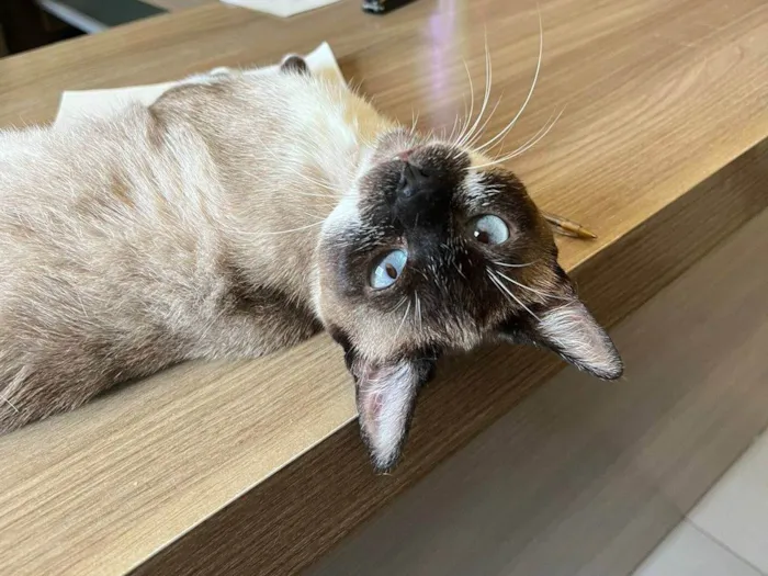 Gato ra a SRD-ViraLata idade 1 ano nome Kit