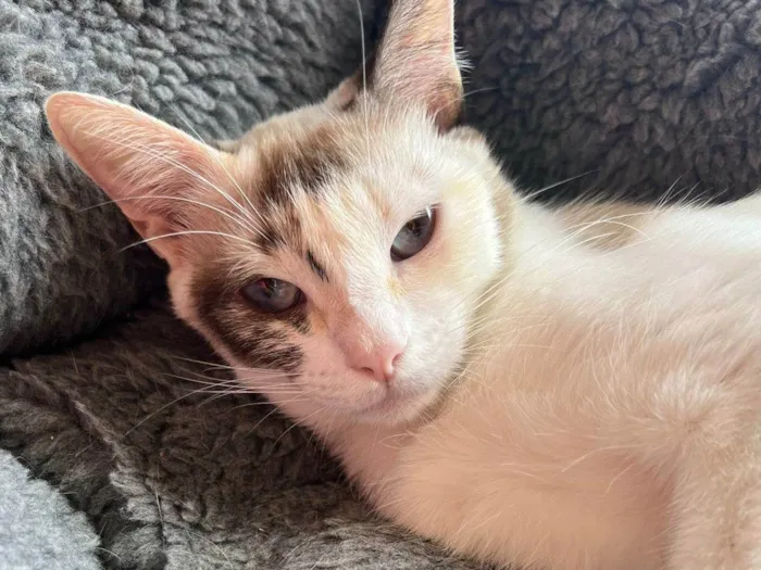 Gato ra a SRD-ViraLata idade 1 ano nome Olivia