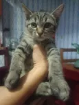 Livia
