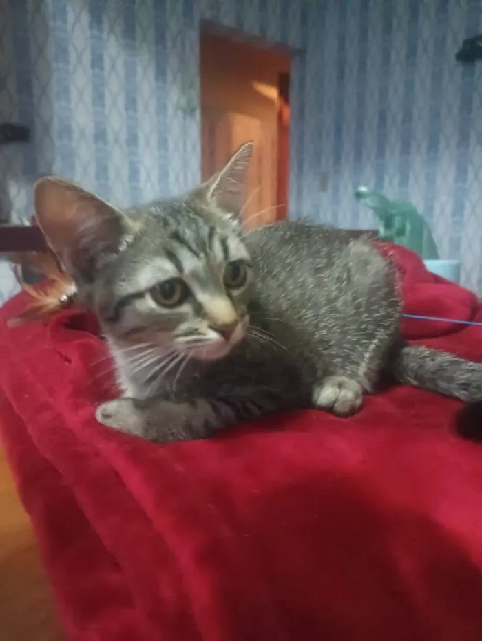 Gato ra a SRD-ViraLata idade 2 a 6 meses nome Livia