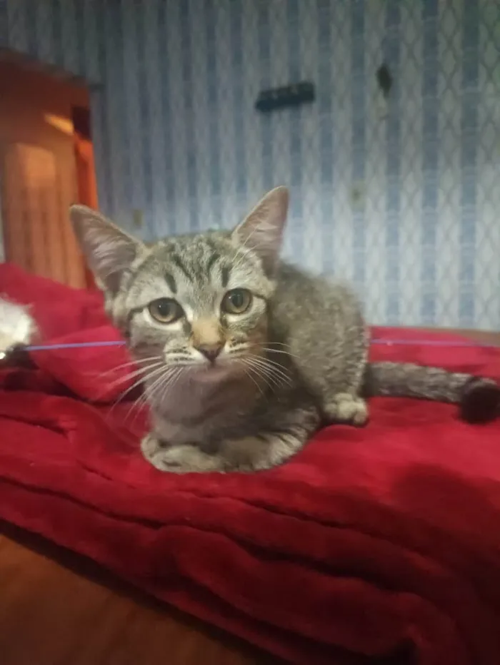 Gato ra a SRD-ViraLata idade 2 a 6 meses nome Livia