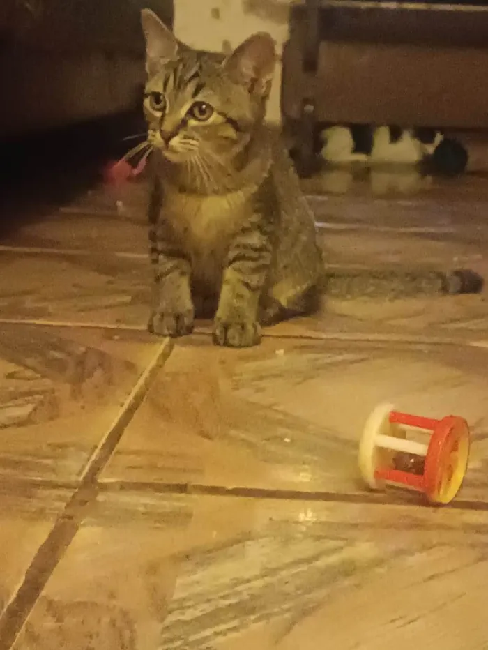 Gato ra a SRD-ViraLata idade 2 a 6 meses nome Livia