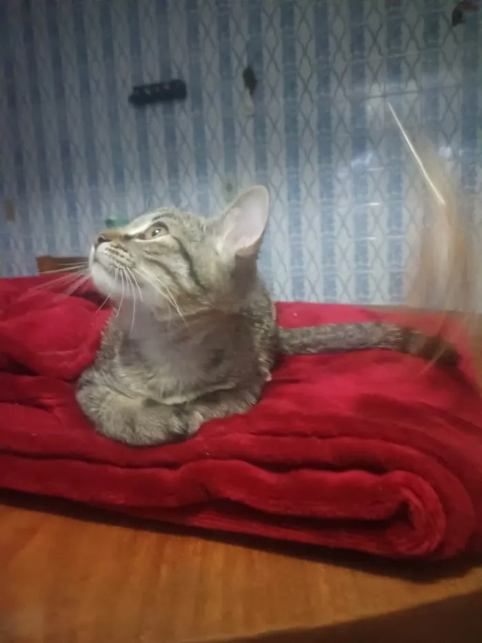 Gato ra a SRD-ViraLata idade 2 a 6 meses nome Livia