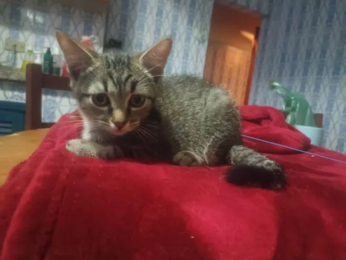 Gato ra a SRD-ViraLata idade 2 a 6 meses nome Livia
