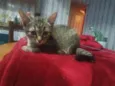 Livia
