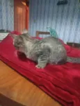 Livia