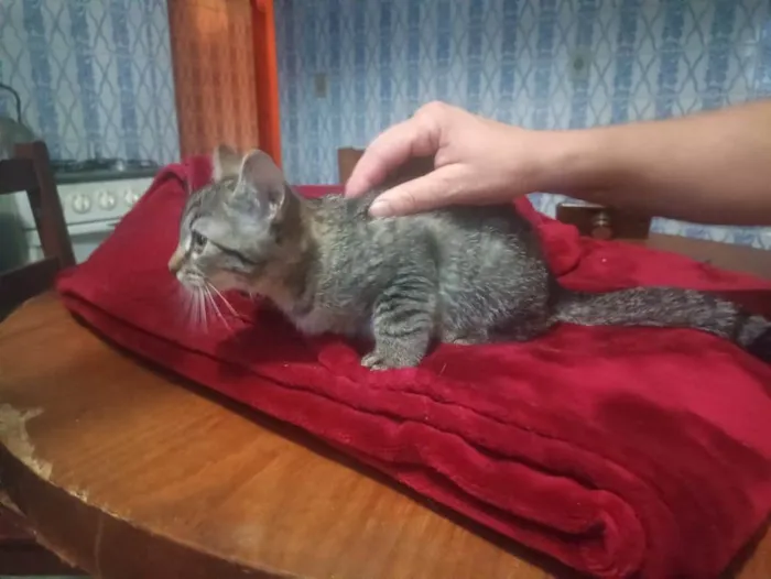 Gato ra a SRD-ViraLata idade 2 a 6 meses nome Livia