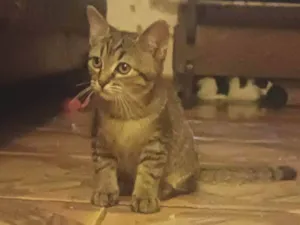Gato raça SRD-ViraLata idade 2 a 6 meses nome Livia
