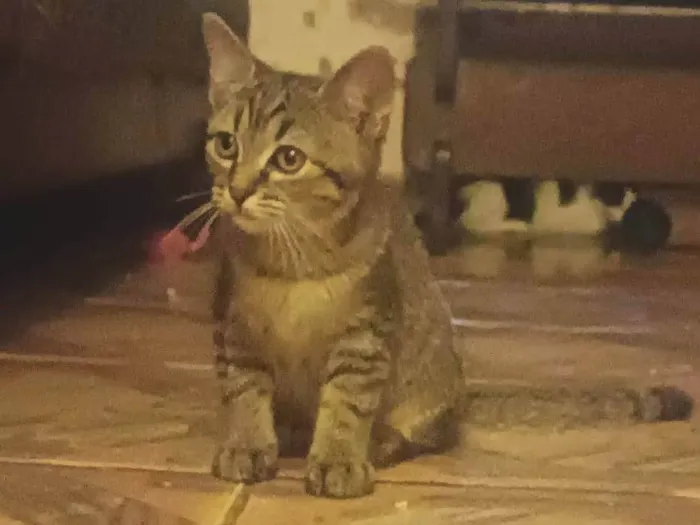 Gato ra a SRD-ViraLata idade 2 a 6 meses nome Livia
