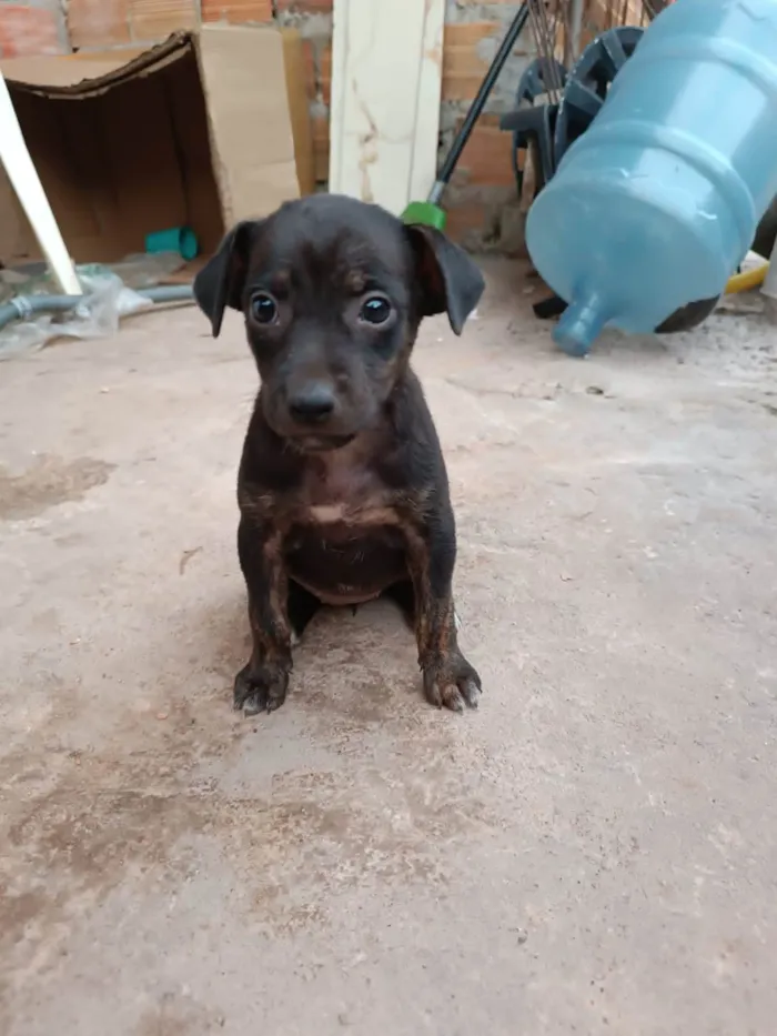 Cachorro ra a Não se sabe  idade Abaixo de 2 meses nome Não tem 