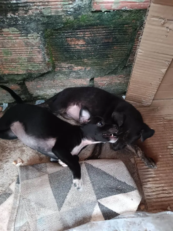 Cachorro ra a Não se sabe  idade Abaixo de 2 meses nome Não tem 