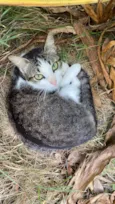 Felícia filhote Meiga Carinhosa fofa