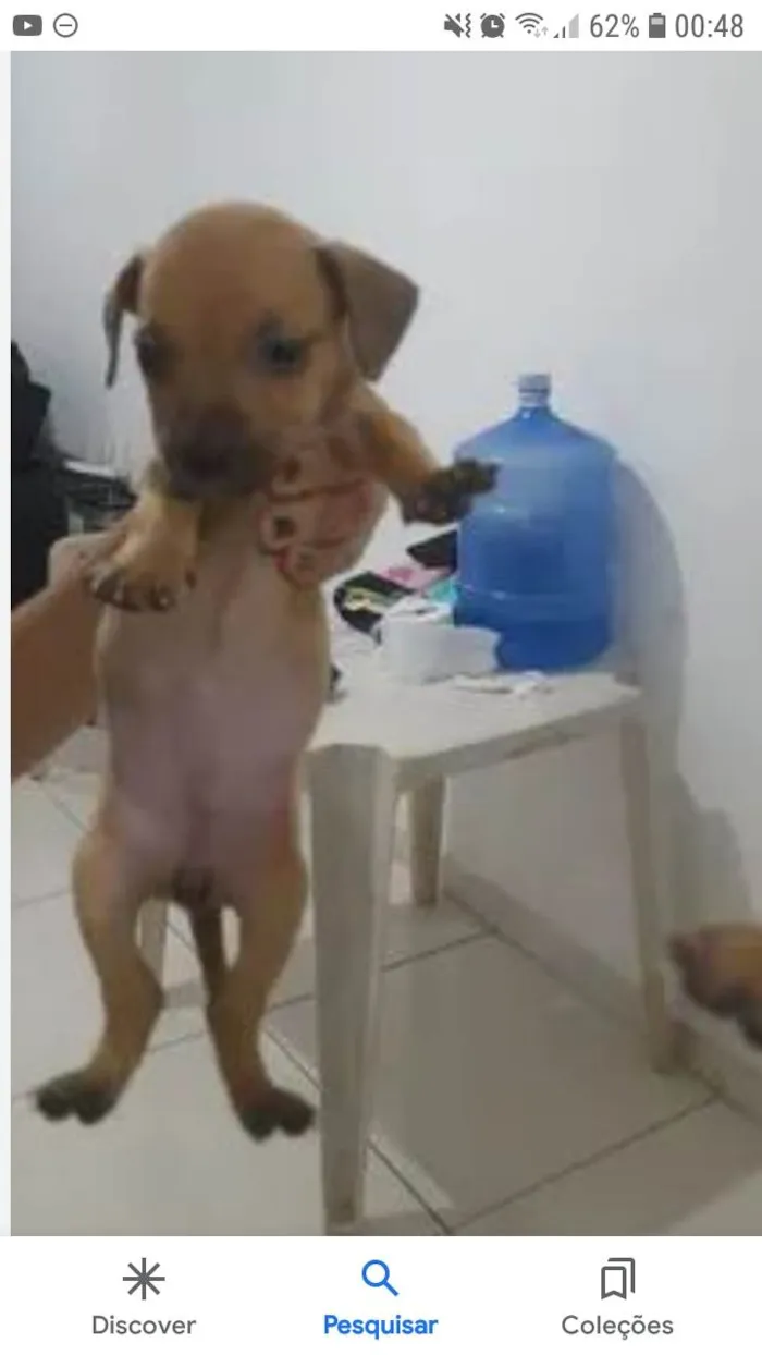 Cachorro ra a SRD-ViraLata idade 7 a 11 meses nome Lola