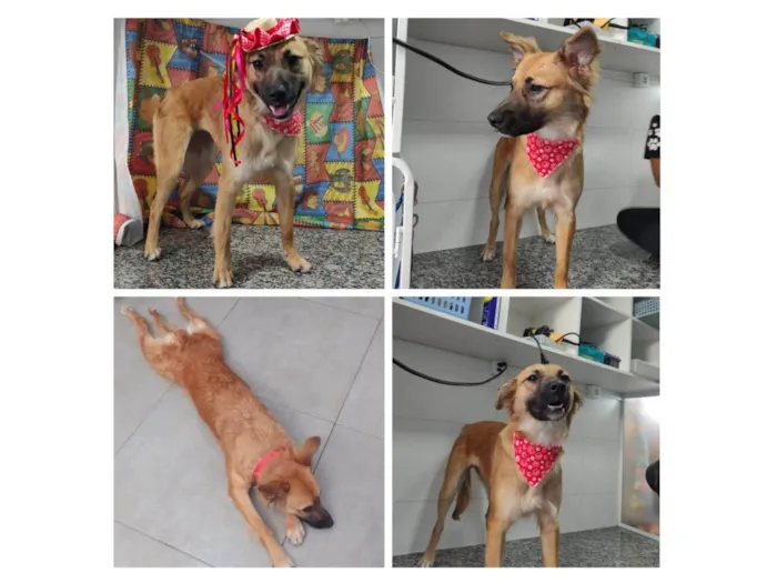 Cachorro ra a Srd idade 2 anos nome Aurora