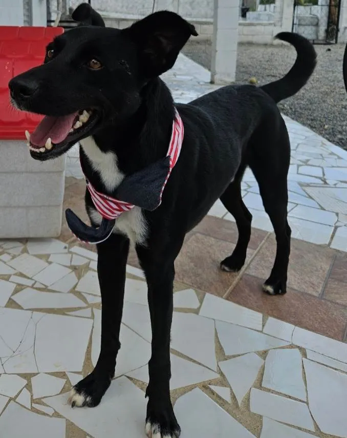 Cachorro ra a Srd idade 2 anos nome THOR