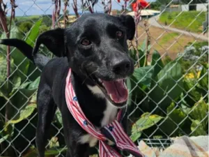 Cachorro raça Srd idade 2 anos nome THOR