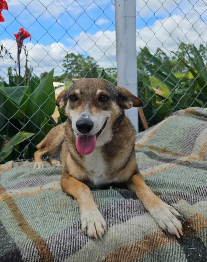 Cachorro ra a Srd idade 4 anos nome LUNA