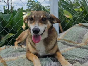Cachorro raça Srd idade 4 anos nome LUNA