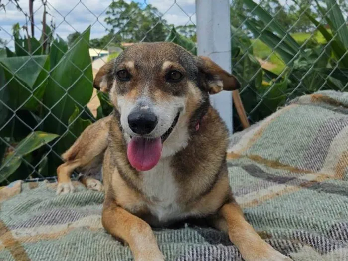 Cachorro ra a Srd idade 4 anos nome LUNA