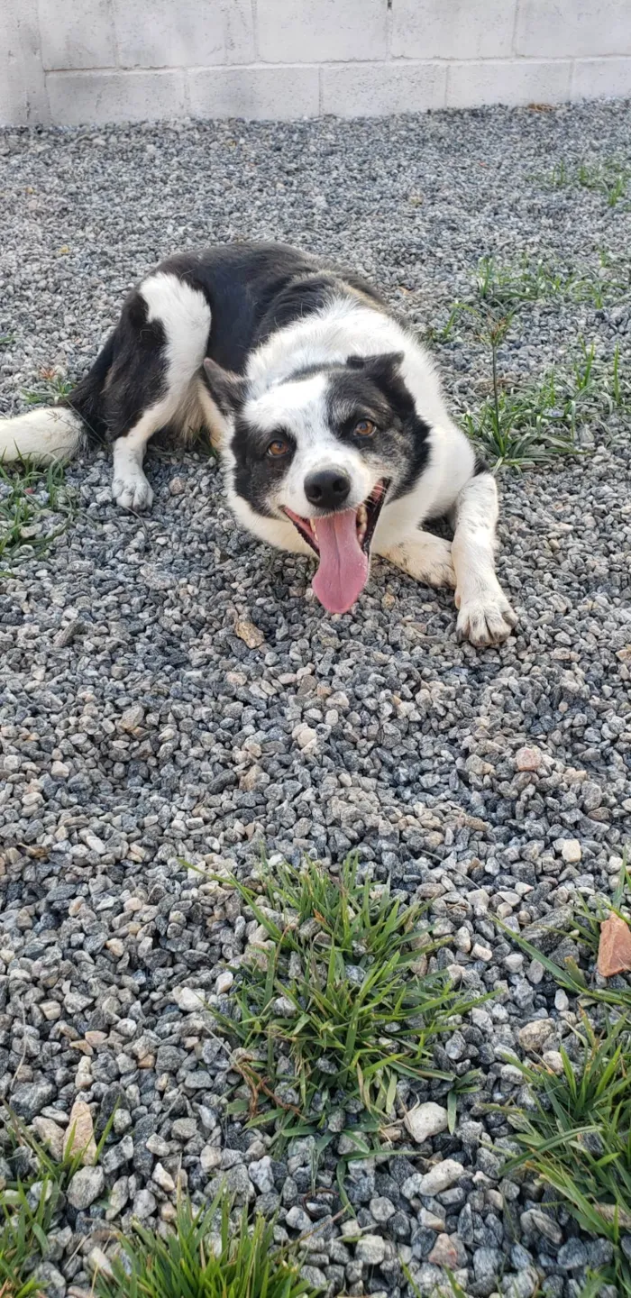 Cachorro ra a SRD-ViraLata idade 3 anos nome Kiara