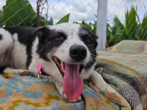 Cachorro raça SRD-ViraLata idade 3 anos nome Kiara