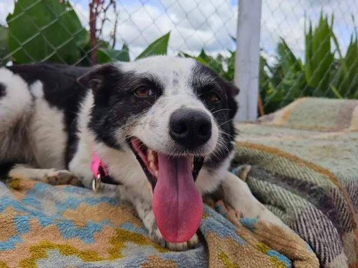 Cachorro ra a SRD-ViraLata idade 3 anos nome Kiara