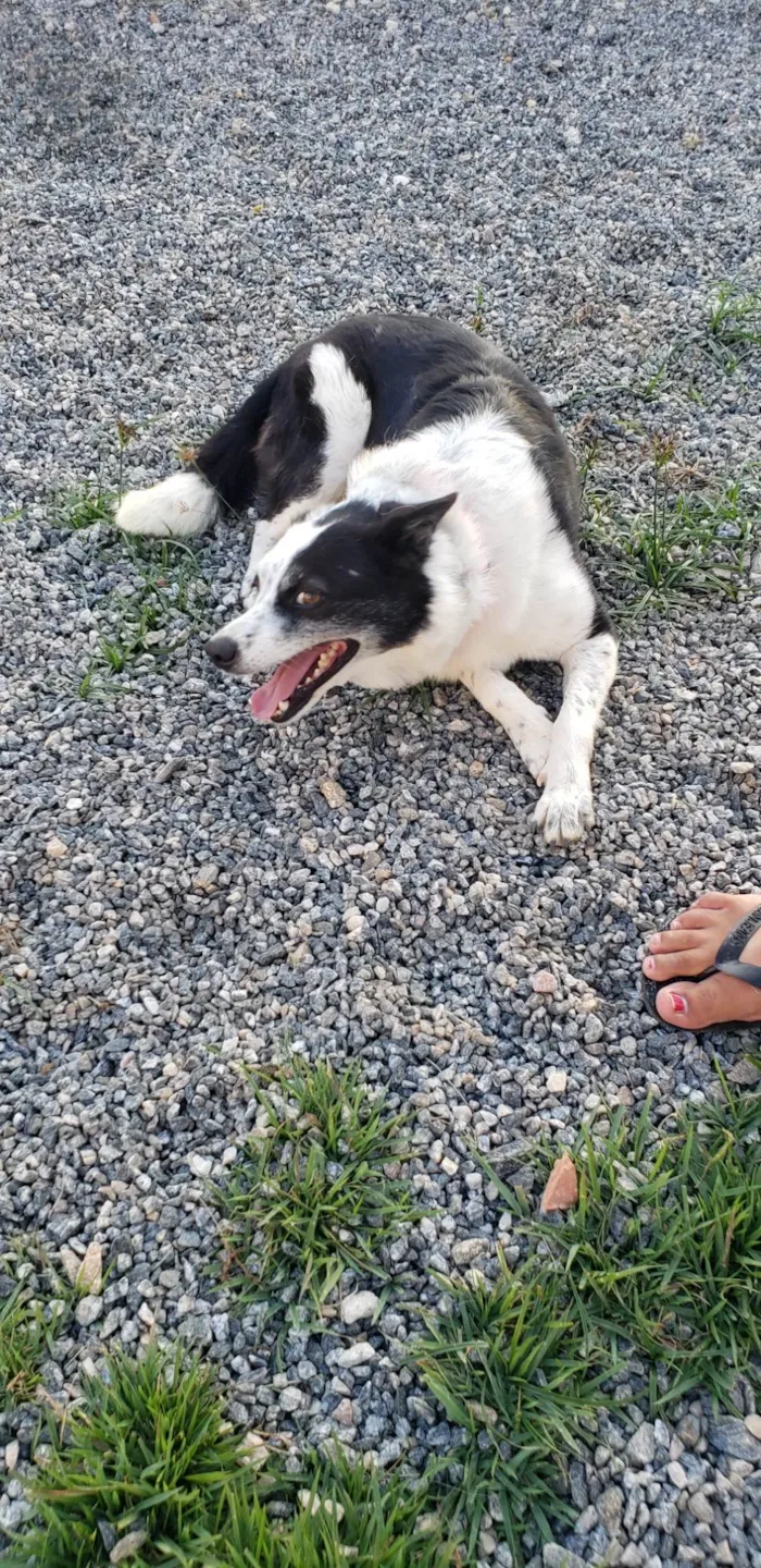 Cachorro ra a SRD-ViraLata idade 3 anos nome Kiara