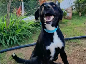 Cachorro raça Srd idade 2 anos nome BLACK