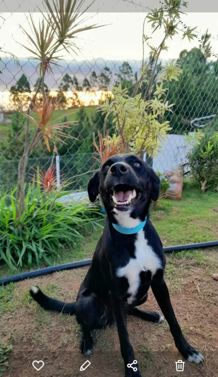 Cachorro ra a Srd idade 2 anos nome BLACK