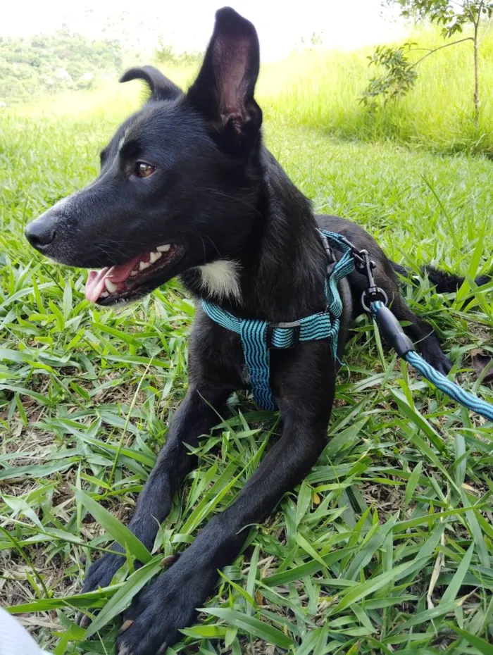 Cachorro ra a SRD-ViraLata idade 1 ano nome Bob