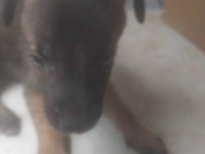 Cachorro ra a ND idade 2 a 6 meses nome Bebê 2