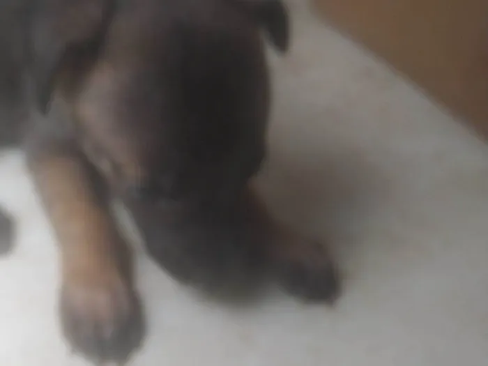 Cachorro ra a ND idade 2 a 6 meses nome Bebê 2