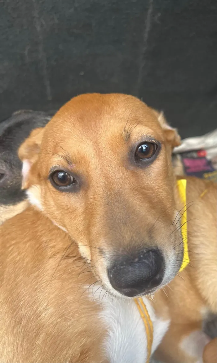 Cachorro ra a SRD-ViraLata idade 2 a 6 meses nome Lorena