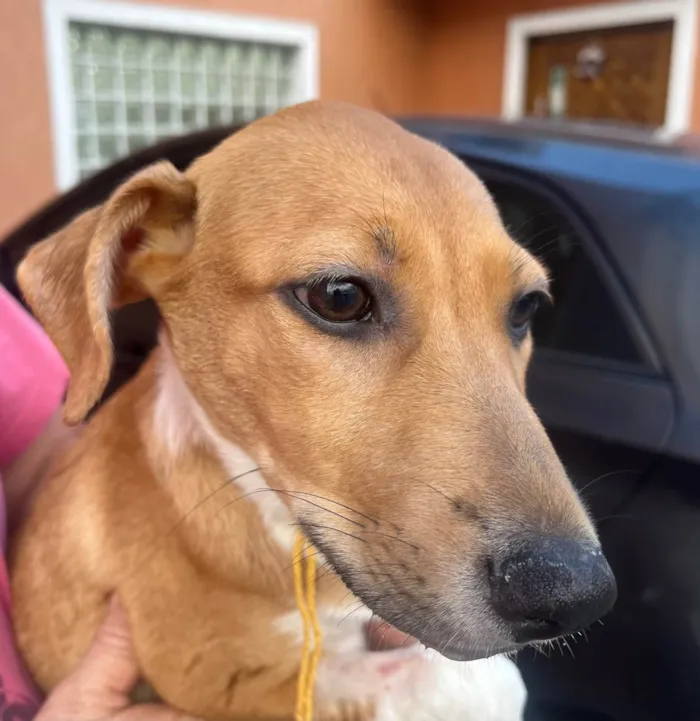 Cachorro ra a SRD-ViraLata idade 2 a 6 meses nome Lorena