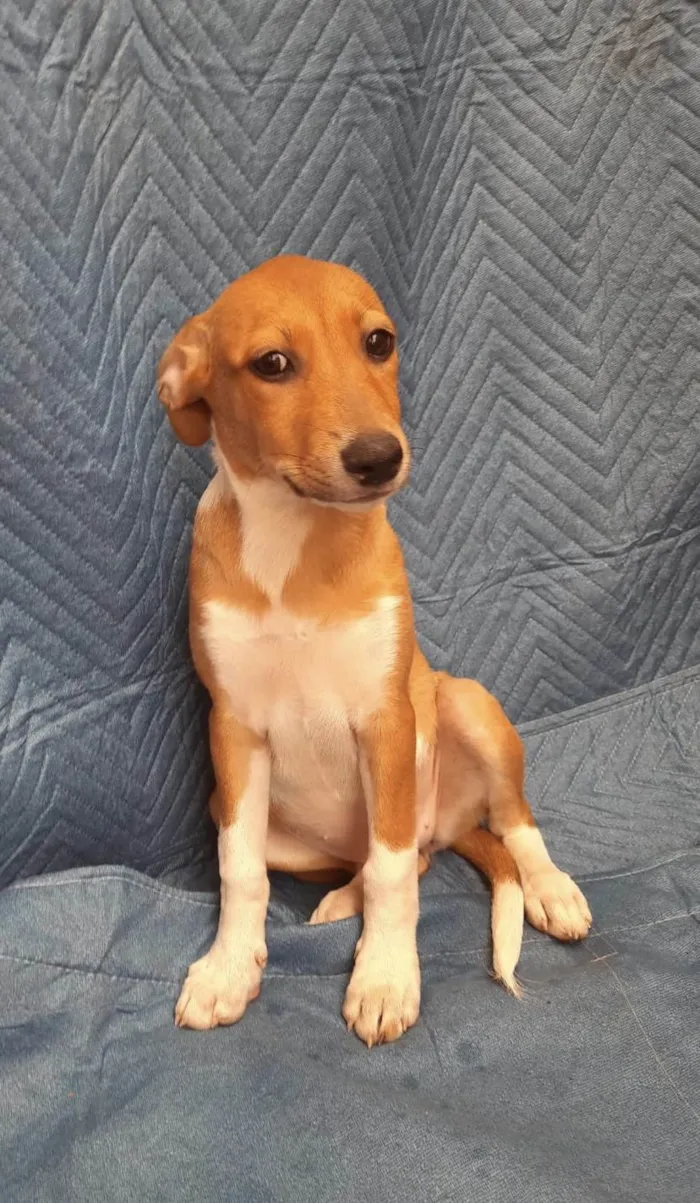 Cachorro ra a SRD-ViraLata idade 2 a 6 meses nome Lorena