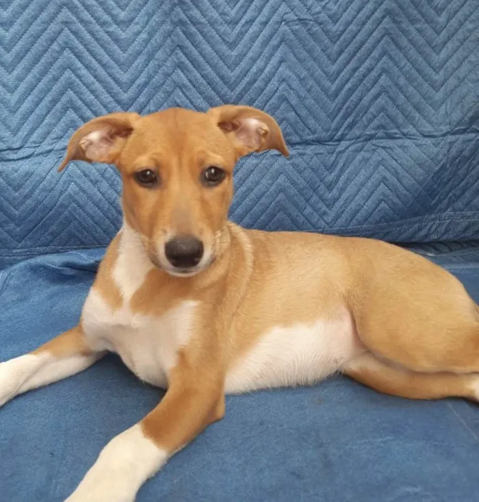 Cachorro ra a SRD-ViraLata idade 2 a 6 meses nome Lorena