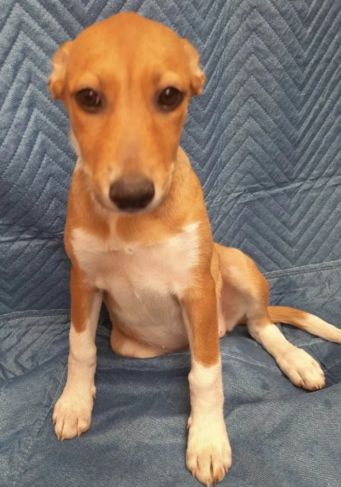 Cachorro ra a SRD-ViraLata idade 2 a 6 meses nome Lorena