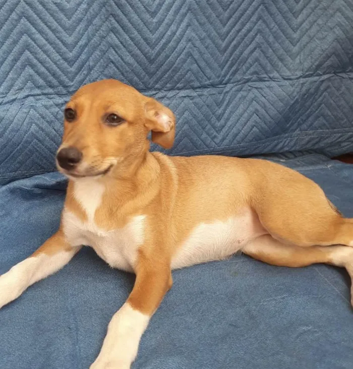 Cachorro ra a SRD-ViraLata idade 2 a 6 meses nome Lorena