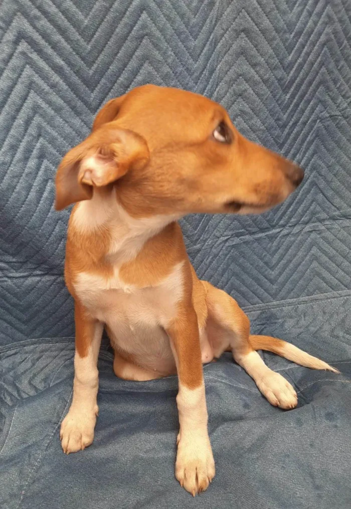Cachorro ra a SRD-ViraLata idade 2 a 6 meses nome Lorena