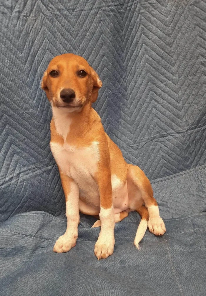 Cachorro ra a SRD-ViraLata idade 2 a 6 meses nome Lorena