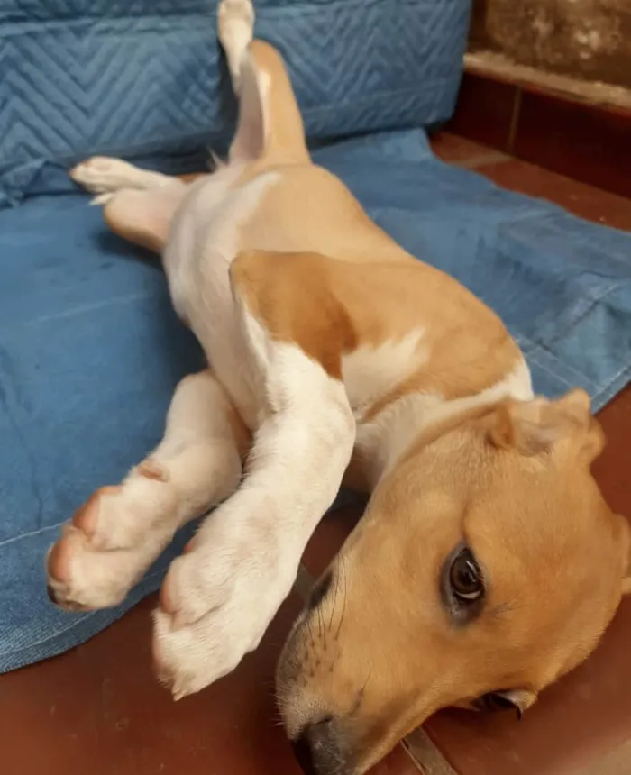 Cachorro ra a SRD-ViraLata idade 2 a 6 meses nome Lorena
