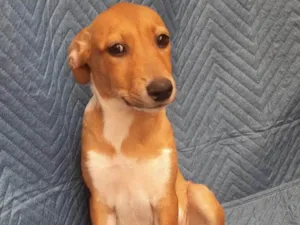 Cachorro raça SRD-ViraLata idade 2 a 6 meses nome Lorena