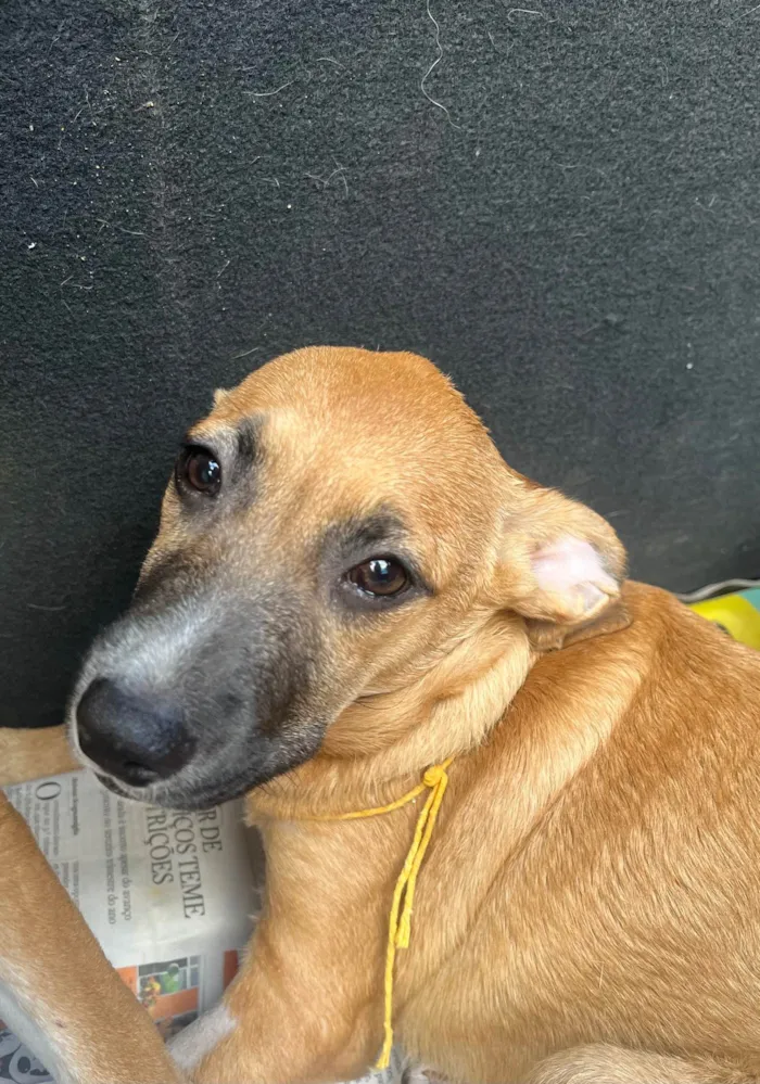 Cachorro ra a SRD-ViraLata idade 2 a 6 meses nome Leticia