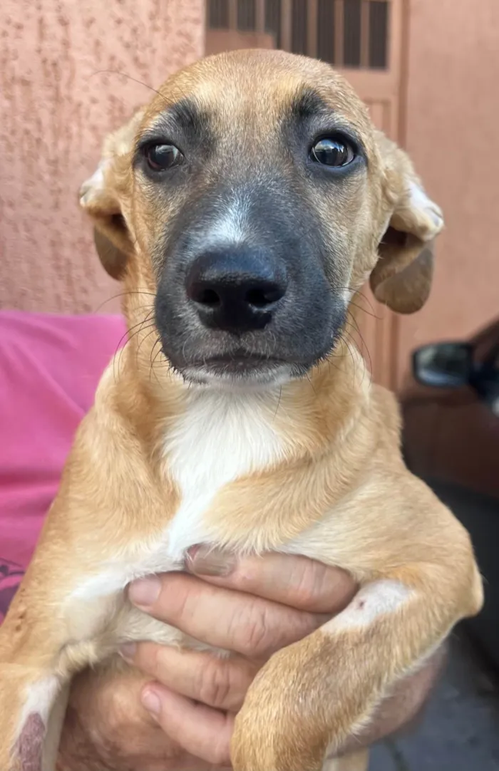 Cachorro ra a SRD-ViraLata idade 2 a 6 meses nome Leticia