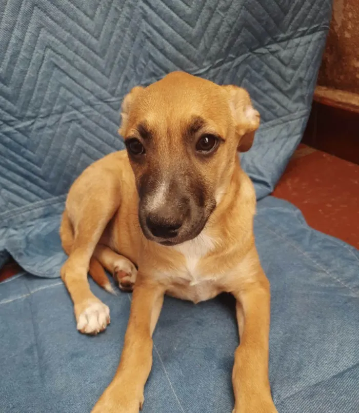 Cachorro ra a SRD-ViraLata idade 2 a 6 meses nome Leticia