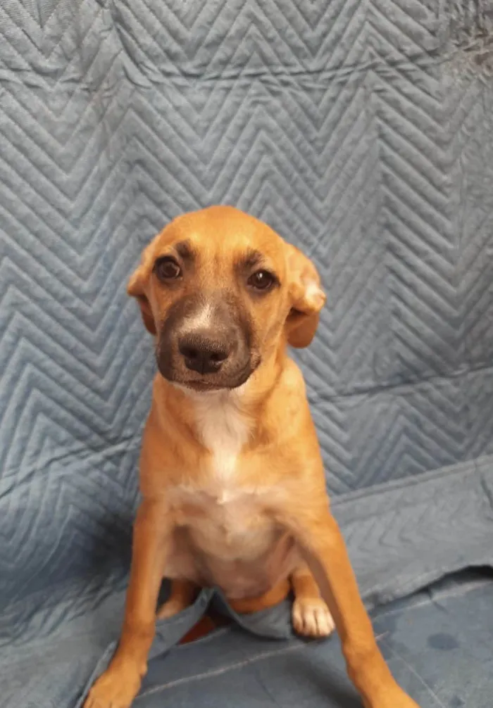 Cachorro ra a SRD-ViraLata idade 2 a 6 meses nome Leticia