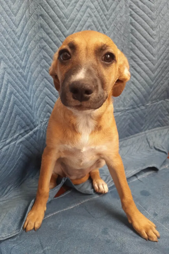 Cachorro ra a SRD-ViraLata idade 2 a 6 meses nome Leticia