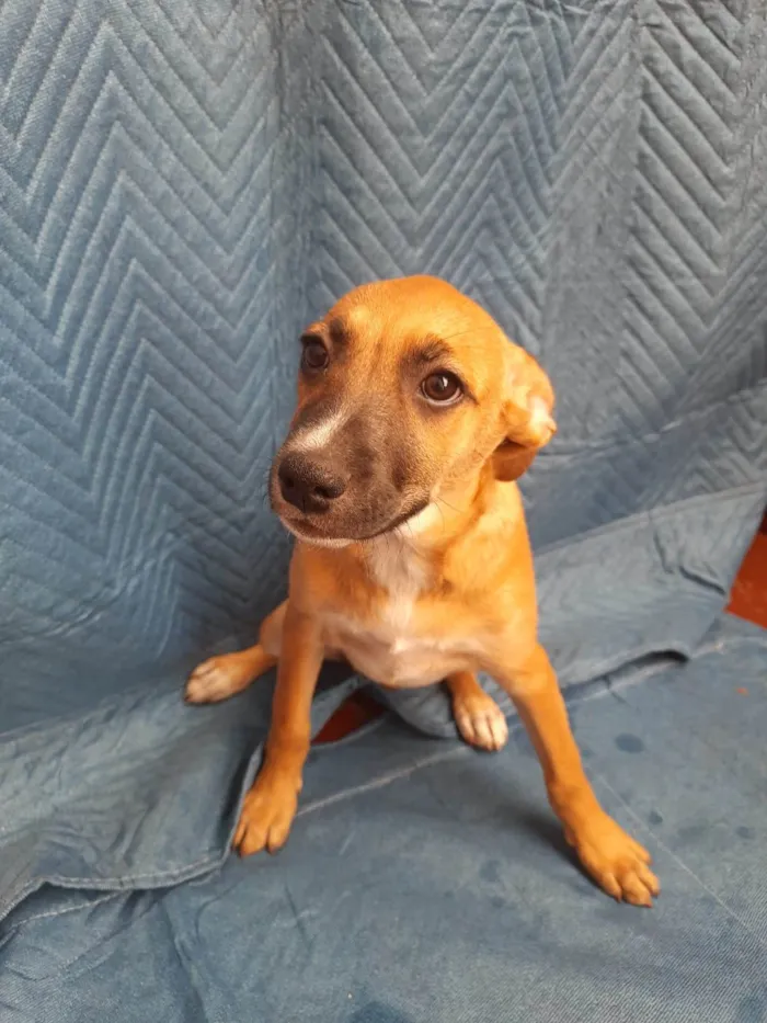 Cachorro ra a SRD-ViraLata idade 2 a 6 meses nome Leticia