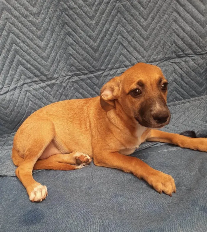 Cachorro ra a SRD-ViraLata idade 2 a 6 meses nome Leticia