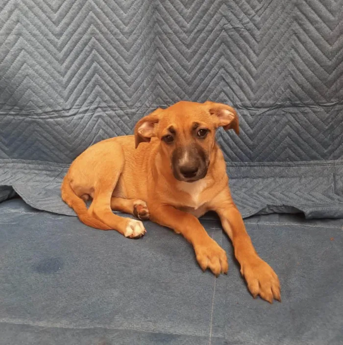 Cachorro ra a SRD-ViraLata idade 2 a 6 meses nome Leticia